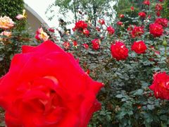 -人民公园(罗湖区)