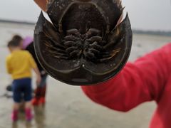 -红树林天天赶海