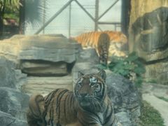 -深圳野生动物园