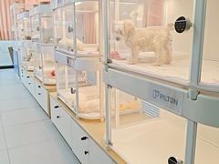 -翊宠yipet猫狗购宠庄园犬舍•猫舍