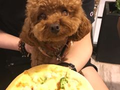 -百好乐宠物友好餐厅(朝外大街店)