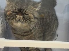 -老吴的猫·猫舍(新区店)