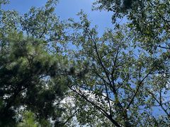 -合肥滨湖国家森林公园