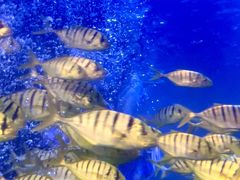 -太平洋海底世界