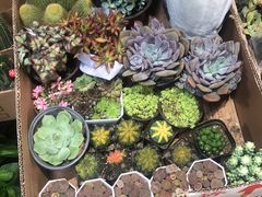 -循礼门鲜花花市(武汉循礼门店)