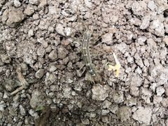 -万源龙顺度假庄园生态观光园