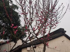 -巡塘古镇