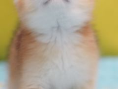 -Bastet sally猫舍购宠(静安店)