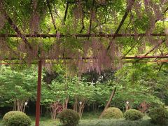 -嘉定紫藤园