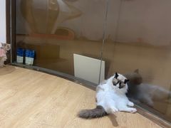 -1013 PET SHOP精品宠物商店(丁香店)