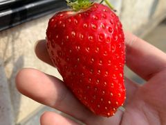 -甜心庄园·甜心草莓采摘园(西青中北店)