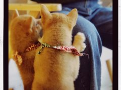 -柴犬小屋·柴餐厅·狗咖食堂(金鼎广场店)