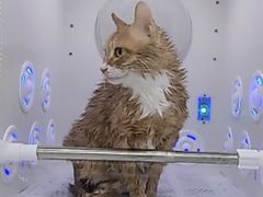 -爱洗澡的猫(天河路店)