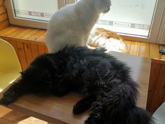 -猫的茶·猫咖