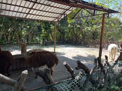 -深圳野生动物园