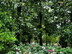 -上海共青森林公园