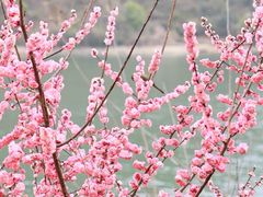 -后柳水乡