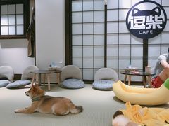 -逗柴咖啡屋·狗咖猫咖宠物桌游