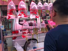 -中环花鸟鱼虫市场