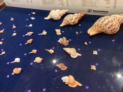 -青岛贝壳博物馆