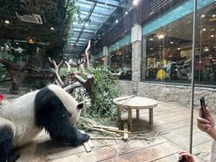 -广州长隆野生动物世界