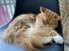 -平行世界·猫咖(首经贸店)