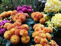 -杭州植物园