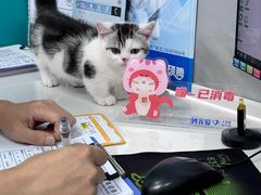 -博特宠物医院24h犬猫全科.骨科·异宠