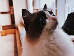 -Catmate·猫肥家润(金润铂宫店)