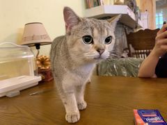 -猫色咖啡·猫咖