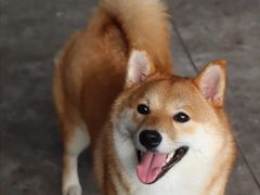-柴犬高等学院·狗咖·柴犬售卖·宠物训练
