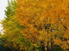 -元大都城垣遗址公园