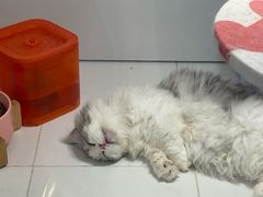 -1013 PET SHOP精品宠物商店(丁香店)