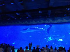 -烟台海昌鲸鲨海洋公园