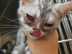 -安安宠医·臻爱宠物医院·宠保定点(营门口路分院)