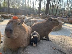 -北京野生动物园