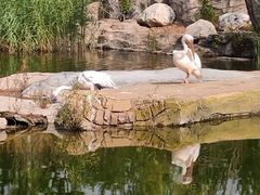 -大青山野生动物园