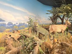 -陕西自然博物馆