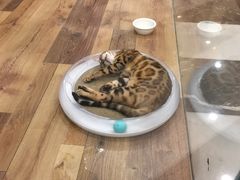 -袖虎·猫馆(体育西路店)