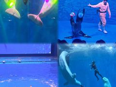 -芜湖新华联大白鲸海洋公园