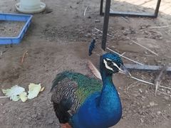 -前小桔亲子创意农场·草莓采摘·露营烧烤