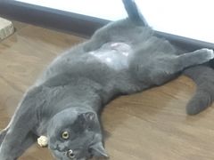 -伟伟宠物医院·CT影像中心·瑞派犬猫综合性门诊(汉口总院)