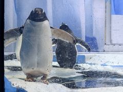 -海合安成都极地海洋公园