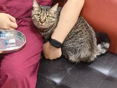 -瑞派天宁宠物医院·猫科·异宠中心