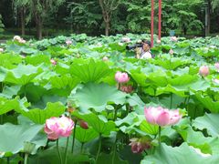 -陈家山荷花公园