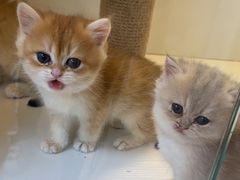 -十月米努特矮脚猫舍