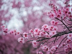 -白塘生态植物园