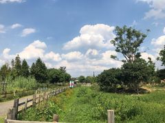 -田园东方蜜桃村的田野营地