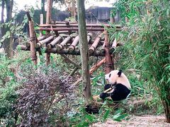 -都江堰中华大熊猫苑