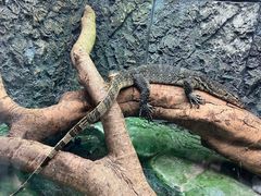 -广州长隆飞鸟乐园